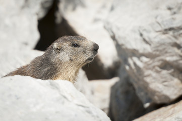Petite marmotte
