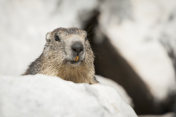 Portrait d'une marmotte