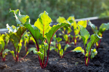 Young green beetroot plans on a path in the vegetable garden