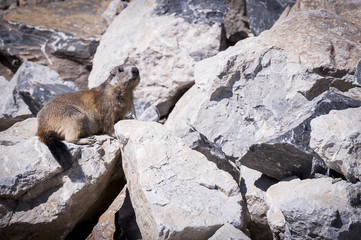 Marmotte dans les rocheuses