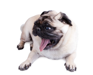 Obraz premium Crazy surprised dog