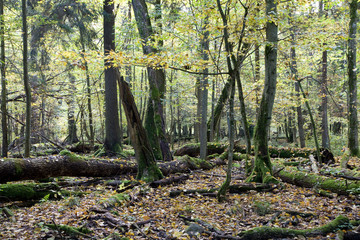 Broken trees almost declined