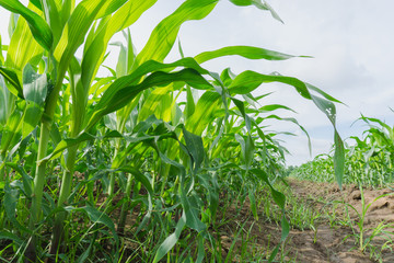 Green corn field in agricultural garden