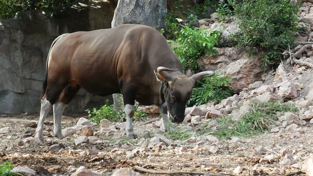 Banteng or Red Bull, male standing and eat grass in the forest, in HD
