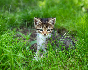 Naklejka na ściany i meble A little kitten curiosity looking at green grass