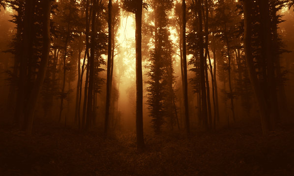 Fototapeta sunset light in woods in autumn
