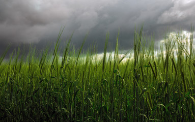 Obraz na płótnie Canvas spikelets of wheat on a background of storm clouds