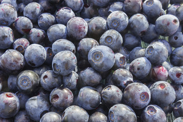 Close up photo of blueberries
