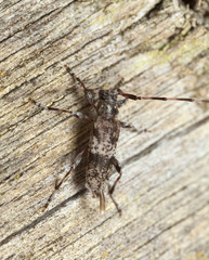 Acanthocinus griseus on old pine wood 
