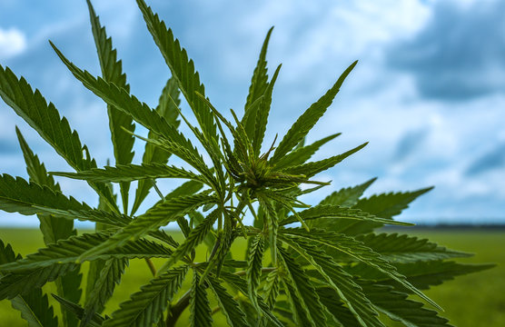 marijuana bush on a background of sky