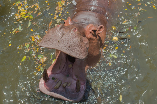 Big hippopotamus in water in the zoo