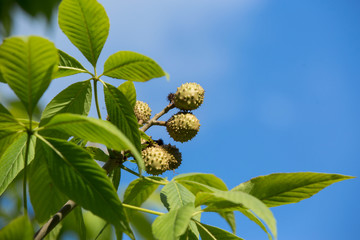  fresh chestnuts, aesculus glabra
