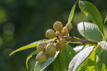  fresh chestnuts, aesculus glabra
