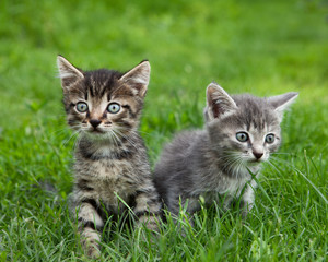 Fototapeta na wymiar Two curious kittens with expression eyes sitting outside and loo