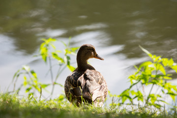 wild Mallard Duck
