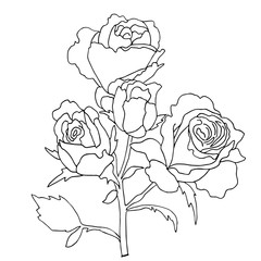 hiqh quallity rose for coloring of tattoo drawn in outline