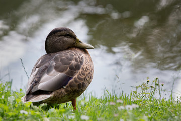 wild Mallard Duck
