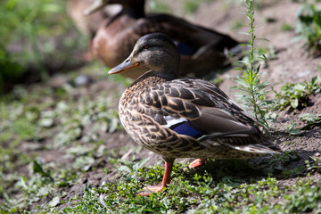 wild Mallard Duck
