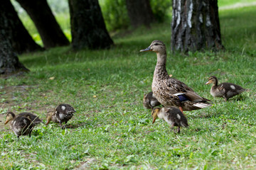 family of ducks 
