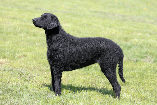 Typical  Curly Coated Retriever in the garden