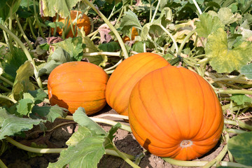 Obraz premium Giant pumpkins for Halloween