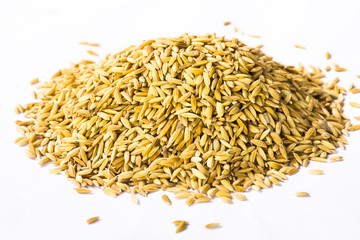 Paddy isolated on white background.Raw food or Rice has not yet been processed