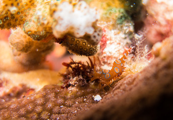 closed up the dancing shrimps in myanmar divesite