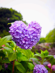 Fototapeta premium あじさい