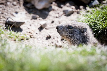 Marmotte