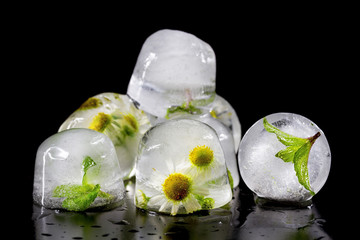 Flowers of chamomile and mint leaves frozen in ice. Isolate on b