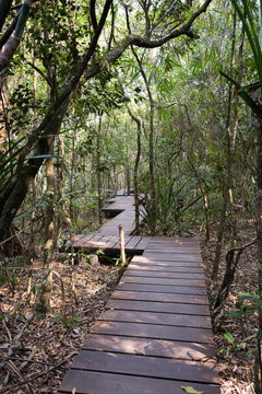 Wood corridors and natural forest.