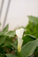White calla in the greenhouse