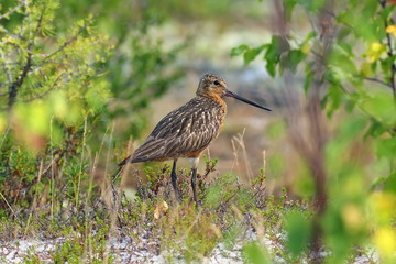 Limosa lapponica. Male of a bird close up