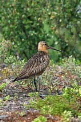 Limosa lapponica. A male of a bird among thickets of the forest-