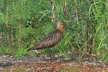 Limosa lapponica. A male of a bird against foliage