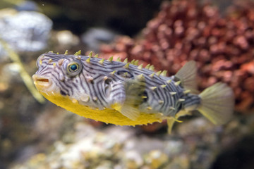 Naklejka premium striped burrfish underwater close up macro detail