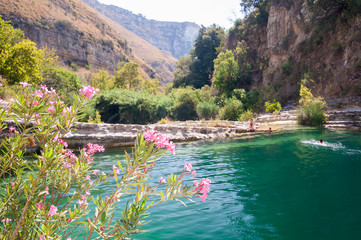 Flowered oleander plant in the natural reserve Cavagrande, Sicily, the canyon and one of its...