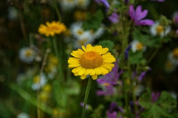 Gelbe Blume auf bunter Wiese