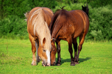 Naklejka na ściany i meble Two horses eating grass together
