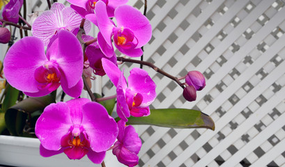 Purple orchid flowers on a white decorative wall background.Selective focus.