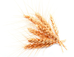 Wheat ears isolated on a white background