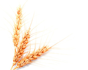 Wheat ears isolated on a white background