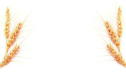 Obraz premium Wheat ears isolated on a white background