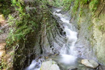 Mountain river flowing through the deep moss green forest