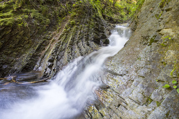 Mountain river flowing through the deep moss green forest