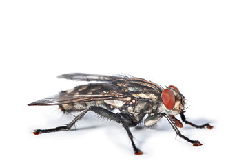 mouche