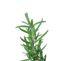 rosemary isolated on white background