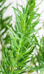 Fresh Rosemary Herb grow outdoor. Rosemary leaves Close- up, sel
