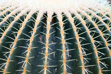 Golden barrel cactus
