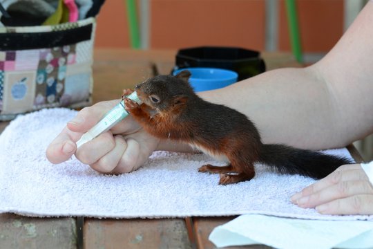 junges Eichh&ouml;rnchen wird mit Milch gef&uuml;ttert